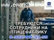 Требуются сотрудники в цех выращивания птиц